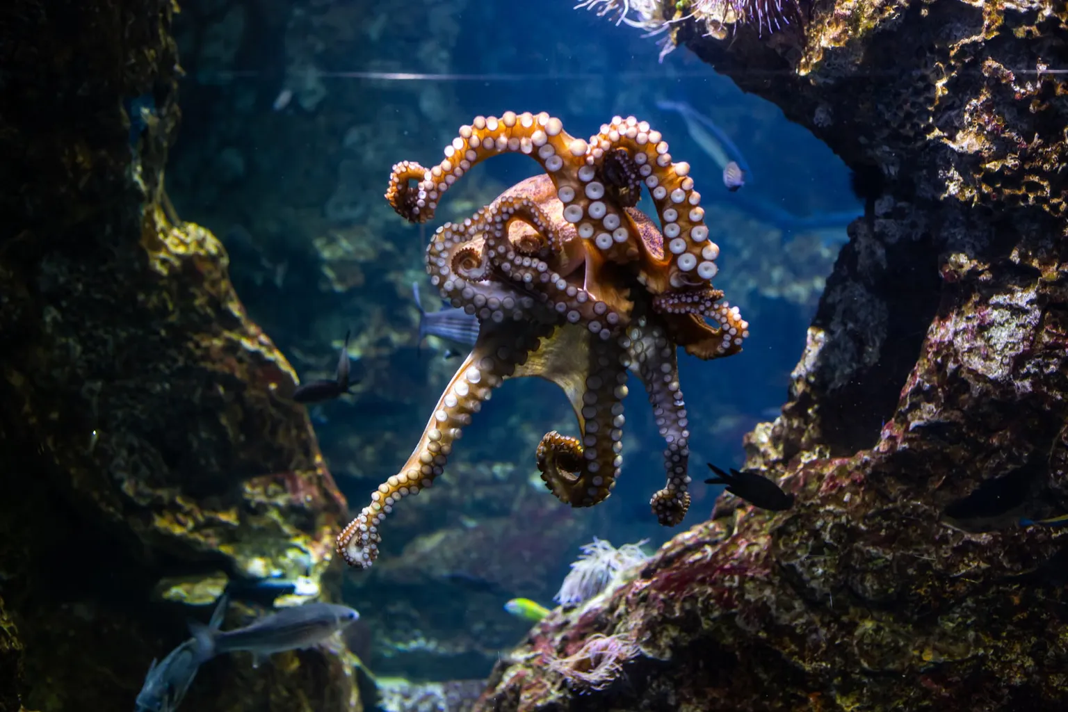 Aquarium de Barcelone tarifs : la checklist avant votre visite