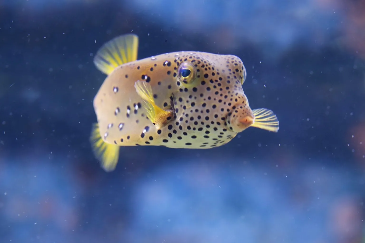 Billets AquaZoo Leeuwarden : les circuits d'achat et options disponibles pour votre visite