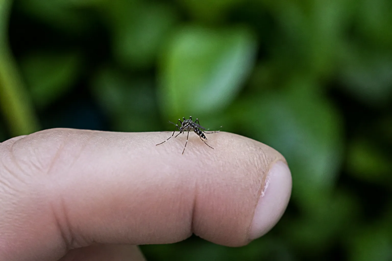 Éliminer les moustiques-tigres au jardin : conseils d'expert pour protéger vos extérieurs