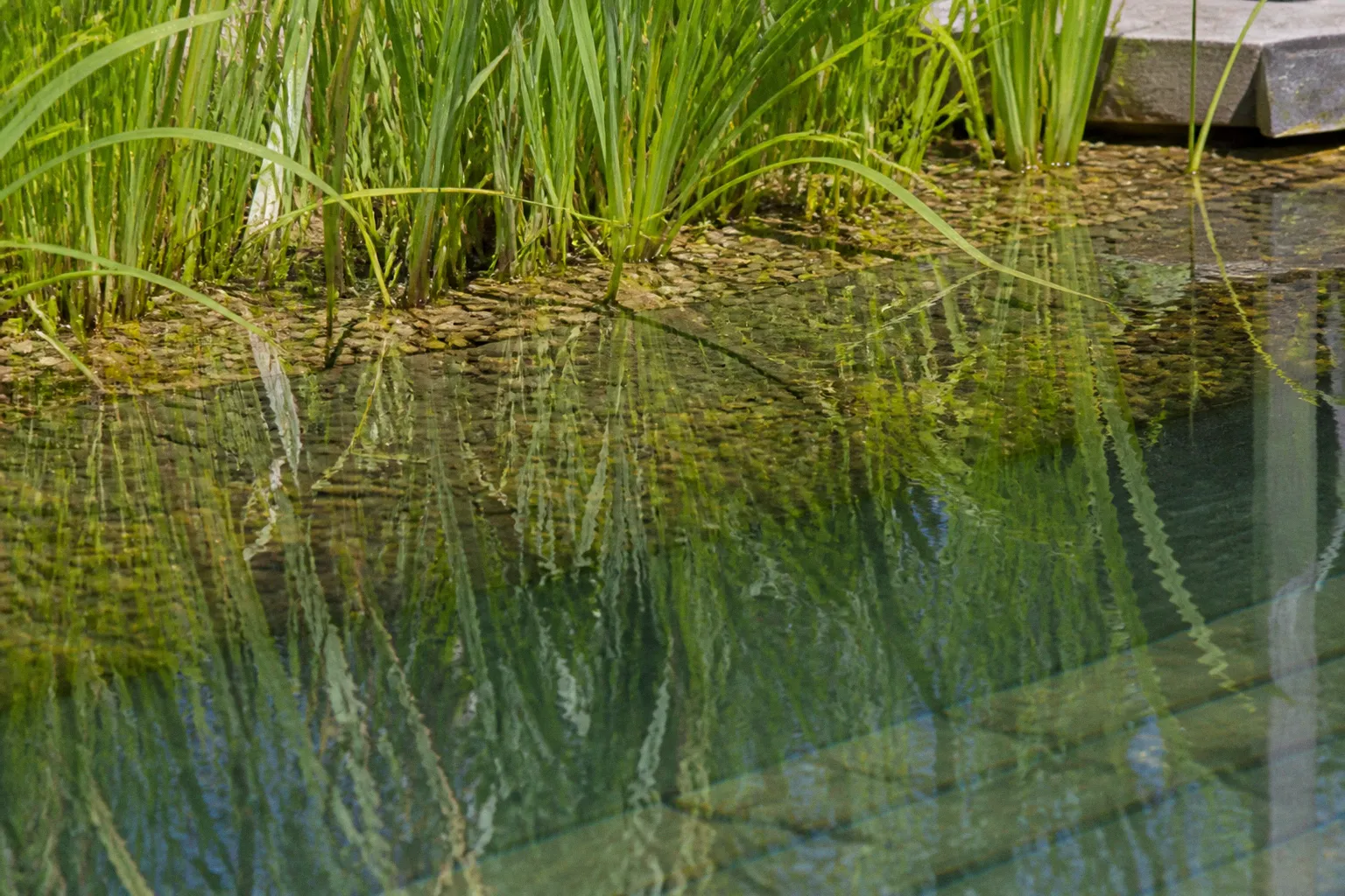 Filtration biologique de piscine : la liste des prérequis
