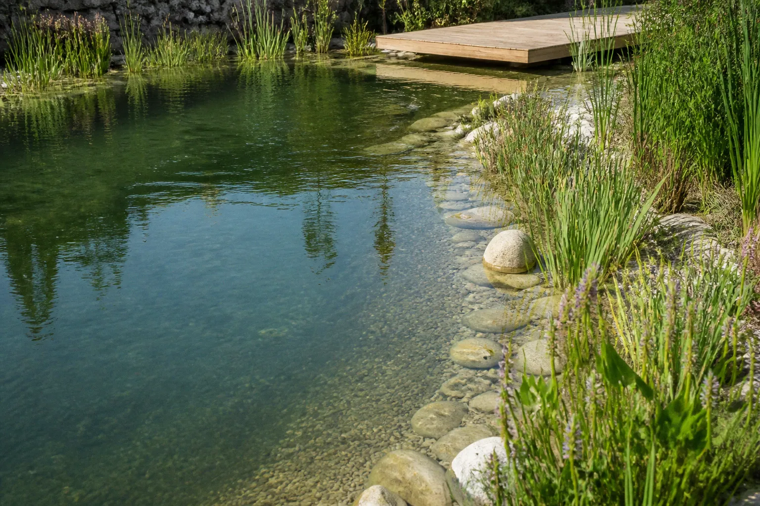 Piscine naturelle : comment supprimer le chlore et clarifier l'eau par la phyto-épuration