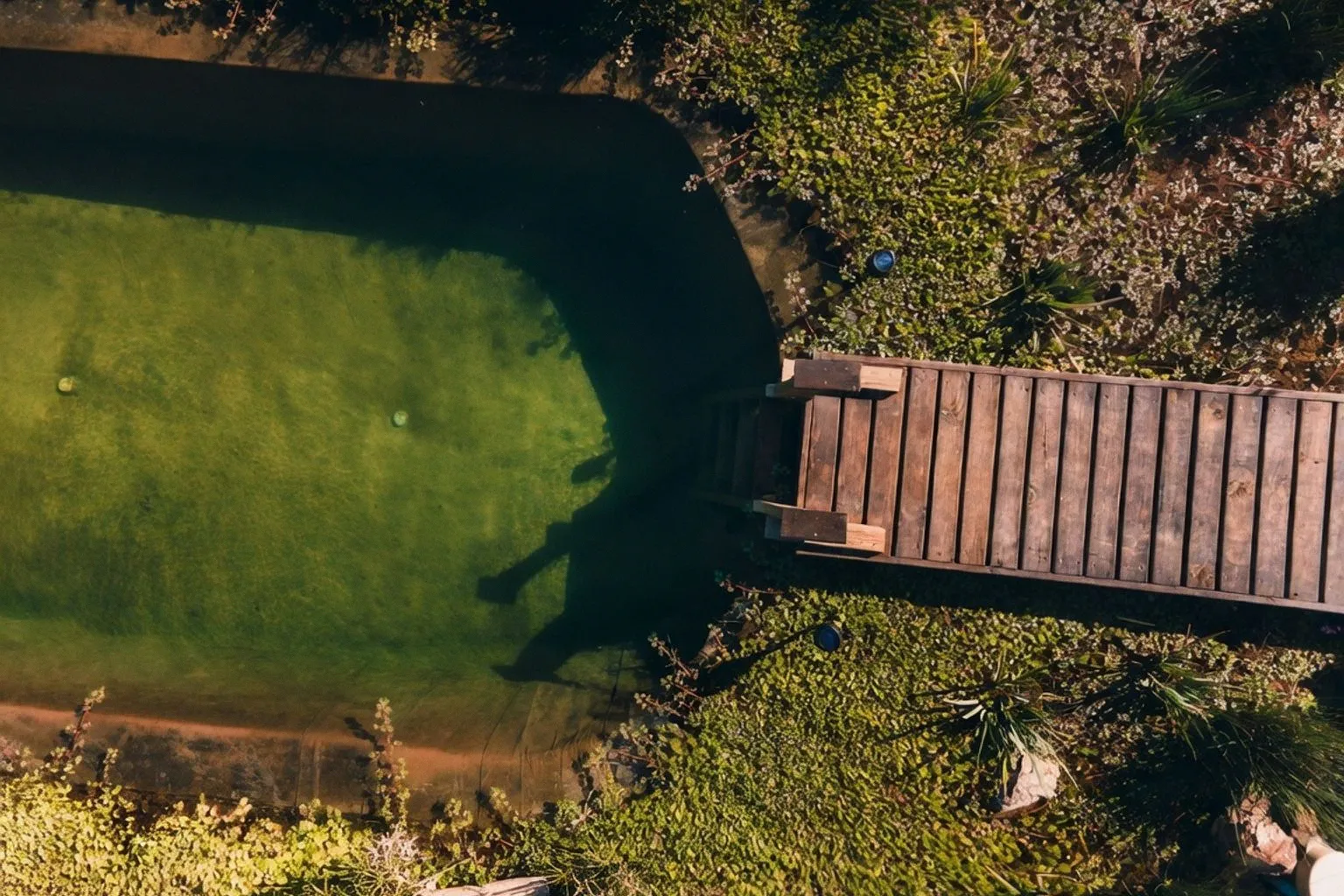 Piscines naturelles : l'alternative écologique qui transforme le marché français